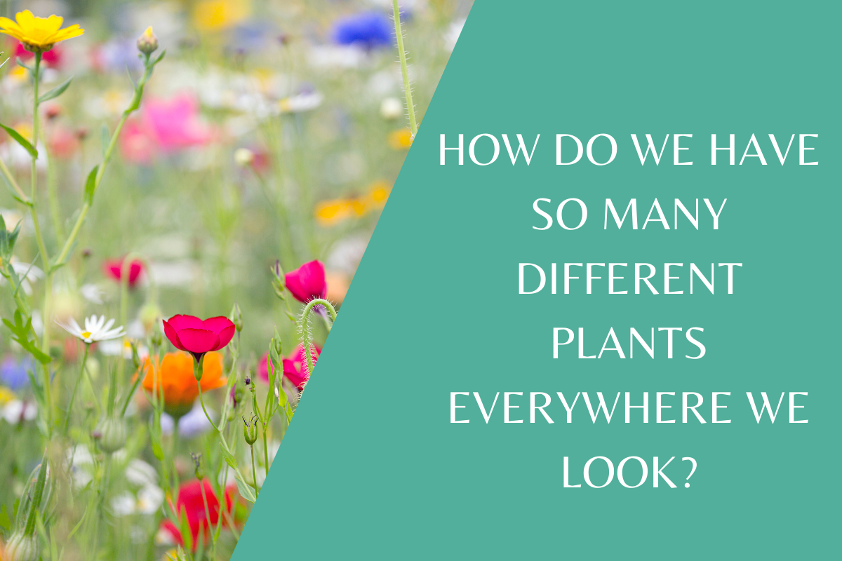 Plants – Photosynthesis, Adaptation and Reproduction
