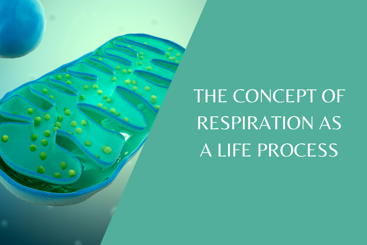 Grasping the concept of respiration as a life process