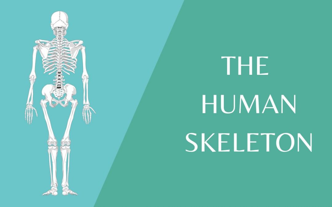 Functions of the Human Skeleton – What you need to know
